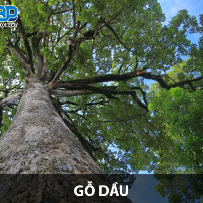 Gỗ dầu và những điều cần biết