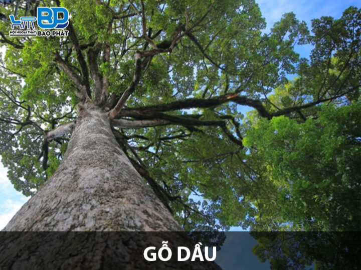 Gỗ dầu và những điều cần biết