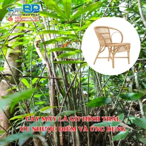 Cây mây là gì? Hình thái, Ưu nhược điểm và ứng dụng