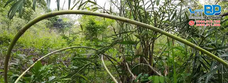 Cây Mây Là Gì? Hình Thái, Ưu Nhược Điểm Và Ứng Dụng 8 Cây mây là gì?